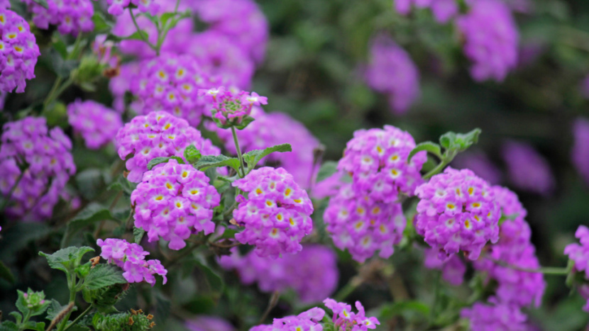 Summer Annual - Latanas